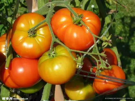 Tomatoes on the vine